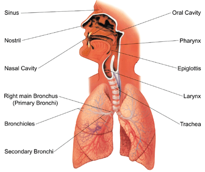 Stock Medical Illustrations