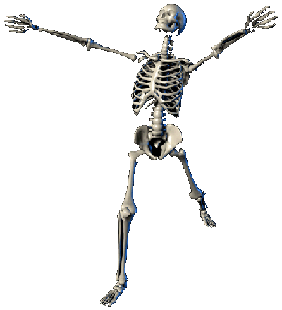 Budget Bucky Skeleton